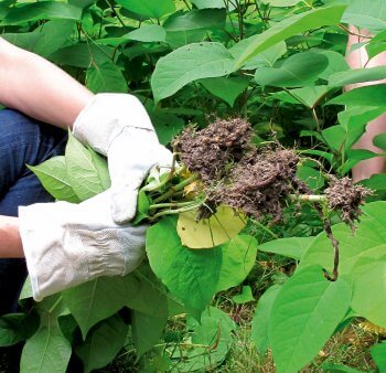Arrachage de la renouée Halte aux renouées du Japon! - La Salamandre