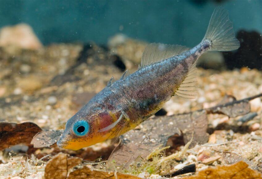 Au printemps, l’épinoche mâle se pare de belles couleurs. Ensuite, 
il construit un nid en herbe et danse pour attirer une femelle. 
 Séduire pour conclure - La Salamandre