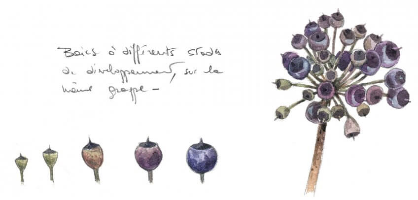 Le lierre, un hiver sous les tropiques - La Salamandre