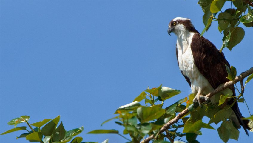 Nounou à balbuzard pêcheur - La Salamandre