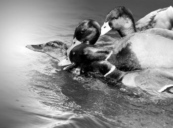 Canards colverts Reproduction animale : Leçon N°10 : Bannir le pire - La Salamandre