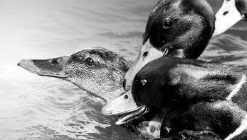 Canards colverts Canards colverts