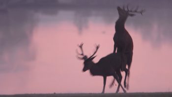 Le harem d'un cerf peut compter jusqu'à 30 biches. 