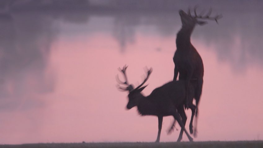 Le sexo quiz pour tout savoir sur la reproduction animale - La Salamandre