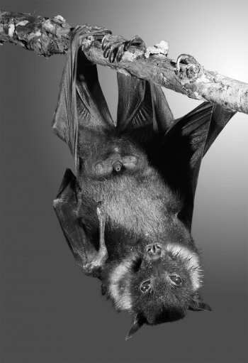 Chauve-souris mâle Pteropus giganteus  Reproduction animale : Leçon N°9 : Juste prendre son pied - La Salamandre