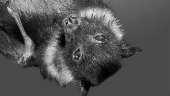 Chauve-souris mâle Pteropus giganteus  Chauve-souris mâle Pteropus giganteus