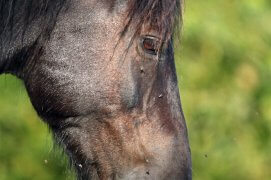 Cheval de Mérens / © Pascal Pittorino / Biosphoto