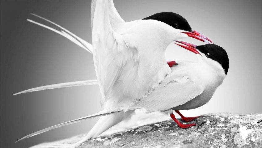 Dossier sur la reproduction, "10 rendez-vous, zéro tabou" - La Salamandre