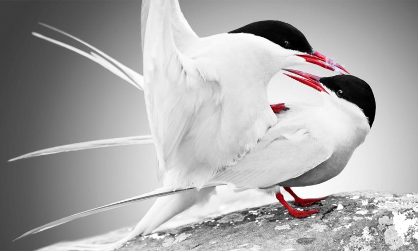 Chez les sternes arctiques, l'accouplement demande un certain sens de l'équilibre. Dossier sur la reproduction, "10 rendez-vous, zéro tabou" - La Salamandre