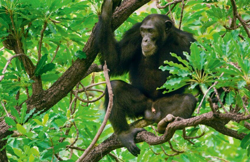 Chimpanzé mâle Reproduction animale : Leçon N°5 : Eliminer la concurrence - La Salamandre