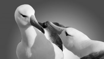 Couple d'albatros Couple d'albatros