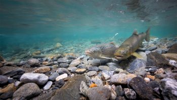 Couple de truites lacustres (Salmo trutta lacustris), la Dranse (Haute-Savoie), le 4 novembre 2016 à 16h37. Couple de truites lacustres (Salmo trutta lacustris), la Dranse (Haute-Savoie), le 4 novembre 2016 à 16h37.