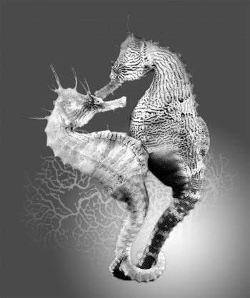 Couple d'hippocampes Reproduction animale : Leçon N° 2 : Oser la différence - La Salamandre