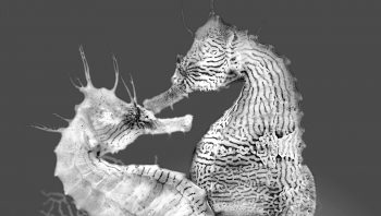Couple d'hippocampes