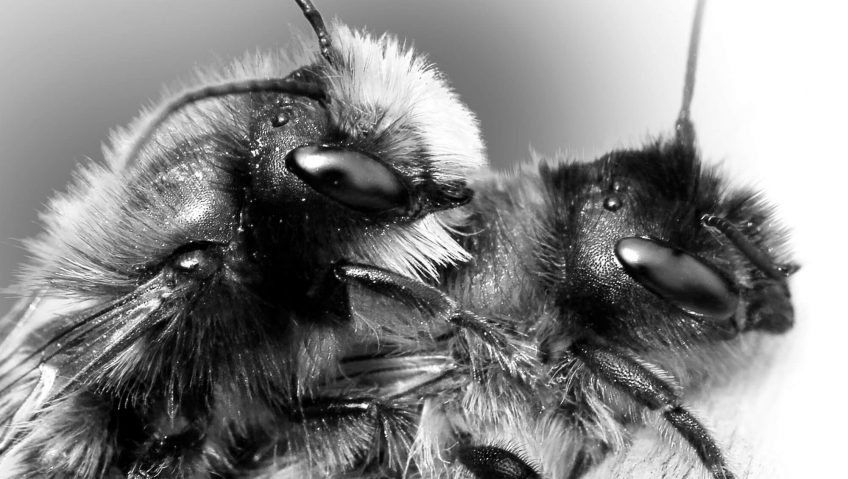 Reproduction animale : Leçon N°6 : Tout miser sur un coup - La Salamandre