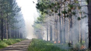Dangereux et incontrôlable, le feu est actuellement le seul phénomène qui compense la fermeture des milieux naturels liée à l’exode rural. Dangereux et incontrôlable, le feu est actuellement le seul phénomène qui compense la fermeture des milieux naturels liée à l’exode rural.