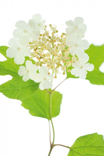 Dans l’inflorescence de la viorne obier, il y a supercherie. Car les plantureuses aguicheuses du pourtour
 sont stériles. Ces grandes fleurs sont simplement des signaux visuels extrêmement efficaces. / © Stéphane Hette