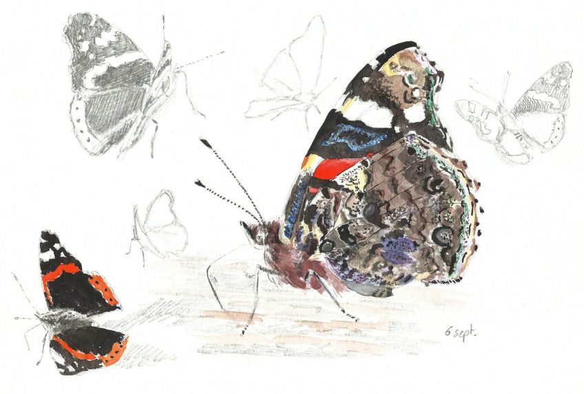 Les dessous chics du papilllon vulcain Vanessa atalanta - La Salamandre