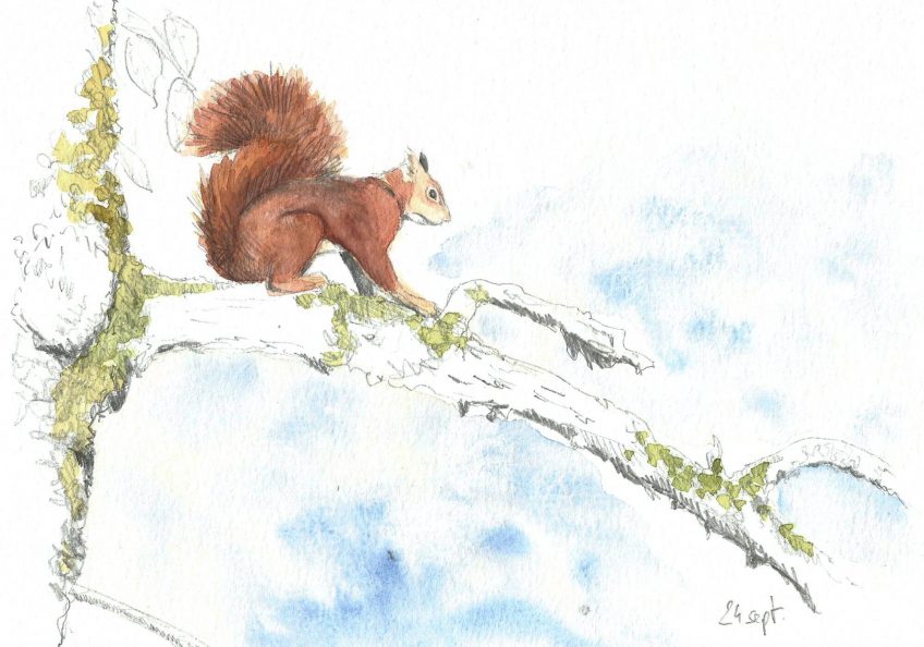Avenir gris pour notre écureuil roux ? - La Salamandre