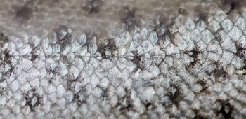 Ecailles de truite lacustre / © Stéphane Granzotto