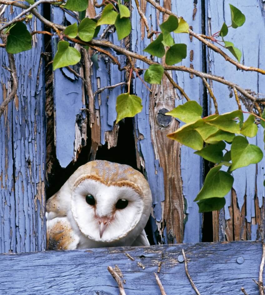 Effraie des clochers Reproduction animale : Leçon N°4 : Signer pour la vie - La Salamandre