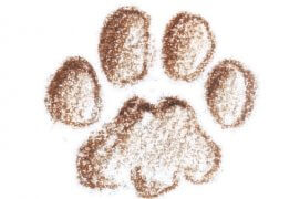 Empreinte de chat / © Jean Chevallier