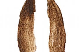 Empreinte de chevreuil / © Jean Chevallier