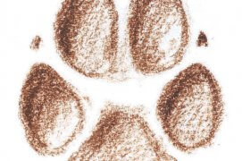 Empreinte de renard / © Jean Chevallier