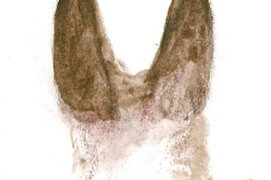 Empreinte de sanglier / © Jean Chevallier