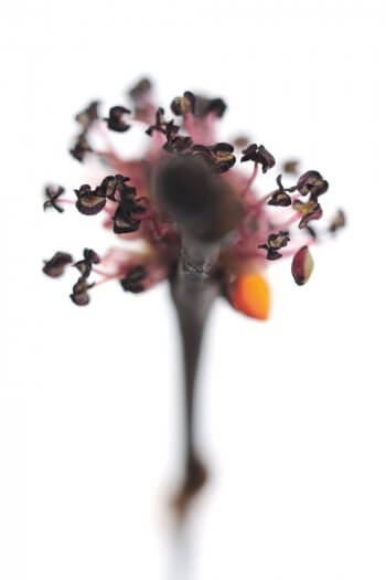 En matière de floraison, c’est comme si l’orme voulait rester discret et modeste. Mais ses fleurs 
n’en sont pas moins colorées : stigmates, filets vermillon vif et anthères rouge sombre. / © Stéphane Hette