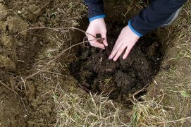 Recouvrez les racines avec de la terre fine. Tassez légèrement et arrosez.
