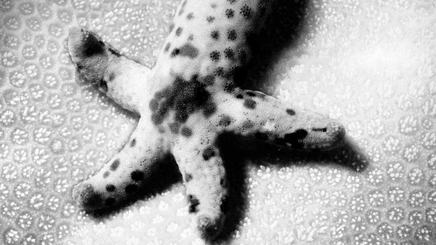 Reproduction animale : Leçon N°8 : Se suffire à soi-même - La Salamandre