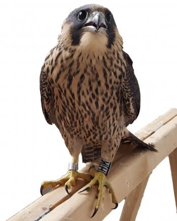 Faucon pélerin Infirmière nature, ça ne s’invente pas, ça se vit ! - La Salamandre