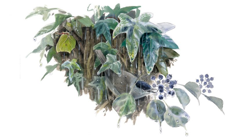 Le lierre, un hiver sous les tropiques - La Salamandre