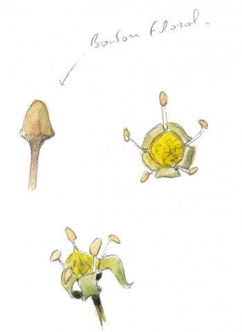 Le lierre, un hiver sous les tropiques - La Salamandre