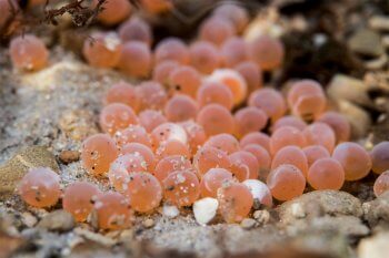 Frai de truite lacustre / © Stéphane Granzotto