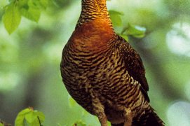 Grand Tétras femelle / © Pierre Cadiran / Biosphoto