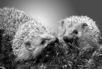 Hérissons Reproduction animale : Leçon N°5 : Eliminer la concurrence - La Salamandre