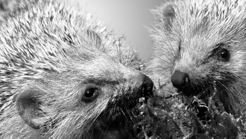 Reproduction animale : Leçon N°5 : Eliminer la concurrence - La Salamandre