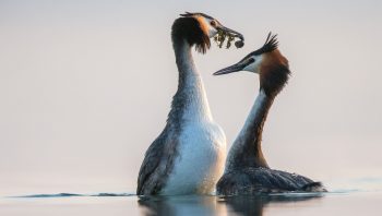La danse nuptiale des grèbes huppés, comme un instant glamour sur le lac. La danse nuptiale des grèbes huppés, comme un instant glamour sur le lac.