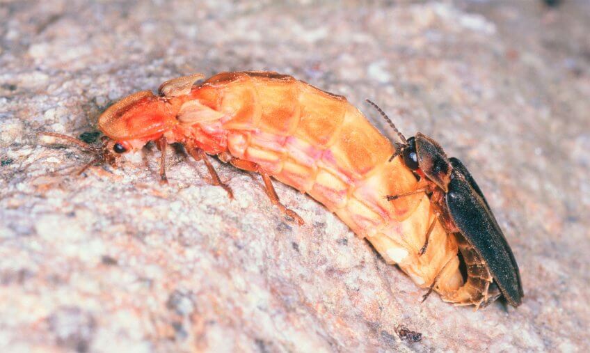 La femelle du ver luisant attire le mâle ailé en émettant une lumière vert-jaune. Séduire pour conclure - La Salamandre