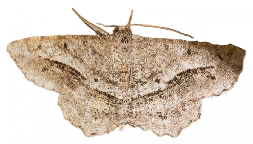 1600 espèces sur 20 hectares mis à jour par Natagora - La Salamandre