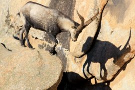 Bouquetin des Pyrénées  / © Luis Sanchez