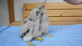 Le centre de revalidation pour la faune sauvage d'Anderlecht soigne près de 2000 animaux sauvages en détresse chaque année.  Le centre de revalidation pour la faune sauvage d'Anderlecht soigne près de 2000 animaux sauvages en détresse chaque année.
