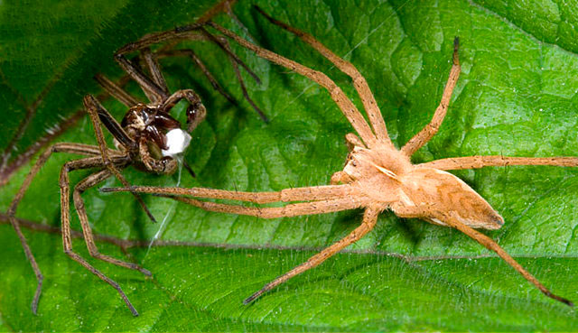 Le mâle de l’araignée Pisaura mirabilis offre une proie en cadeau à la femelle pour détourner son attention et s’accoupler sans se faire croquer.
 Séduire pour conclure - La Salamandre