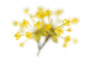 Le printemps n’est pas encore annoncé que le cornouiller mâle éclaire de ses croix citron les sous-bois et les haies.
C’est à n’en pas douter un arbuste qui confie sa reproduction aux insectes. Mais que fait-il donc à fleurir si tôt ? / © Stéphane Hette