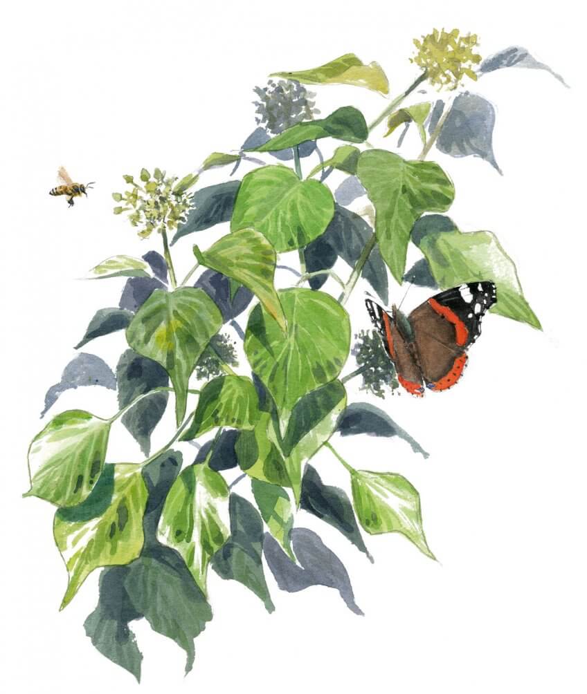 Le vulcain est le papillon diurne le plus commun sur le lierre. Le lierre, un hiver sous les tropiques - La Salamandre