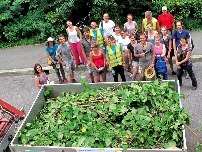 Les opérations d’arrachage de la renouée ont lieu entre mars et octobre. 
 Halte aux renouées du Japon! - La Salamandre
