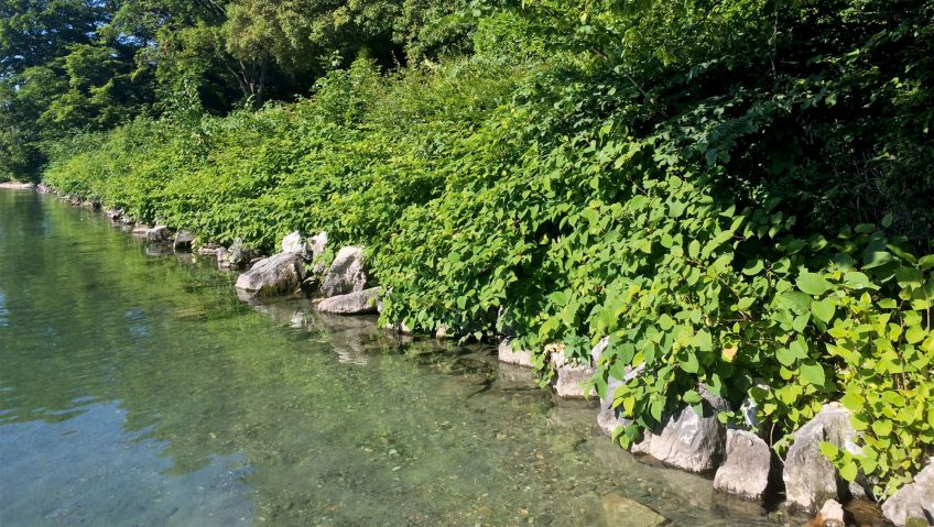 Halte aux renouées du Japon! - La Salamandre