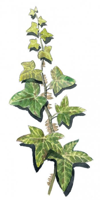 Le lierre, un hiver sous les tropiques - La Salamandre